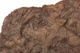 Silurian Fossil Crinoid (Scyphocrinites) Plate - Morocco #148557-2